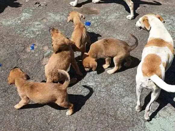 Cachorro ra a Misturados Vira-lata com labra idade Abaixo de 2 meses nome Sem nome