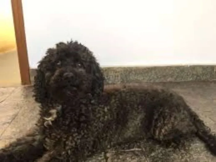 Cachorro raça poodle idade 1 ano nome bob ou looke