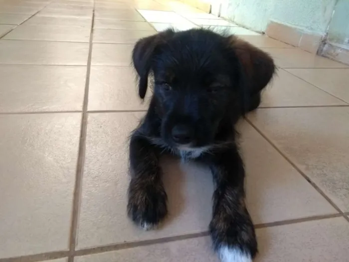 Cachorro ra a Srd idade 2 a 6 meses nome Não tem nome