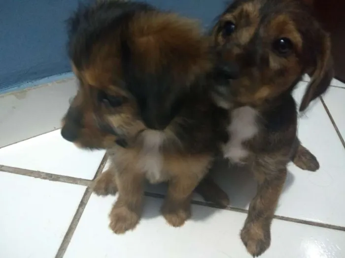 Cachorro ra a Srd idade 2 a 6 meses nome Não tem nome
