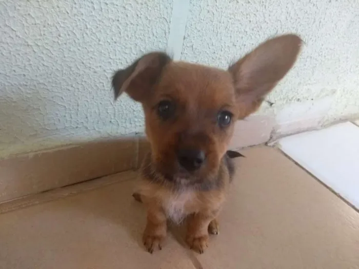 Cachorro ra a Srd idade 2 a 6 meses nome Não tem nome