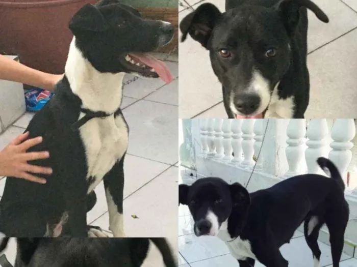 Cachorro ra a Srd idade 1 ano nome Molly