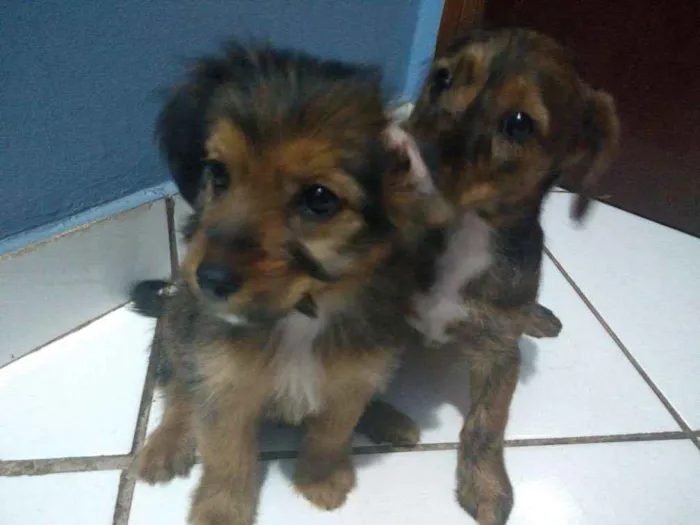 Cachorro ra a Srd idade 2 a 6 meses nome Não tem nome