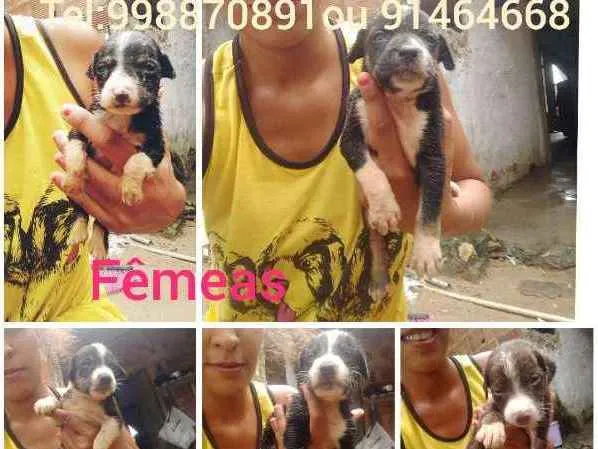 Cachorro ra a Srd idade Abaixo de 2 meses nome Filhotes