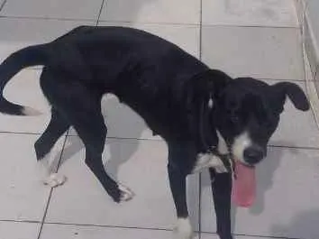 Cachorro ra a Srd idade 1 ano nome Molly
