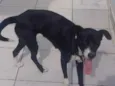 Molly