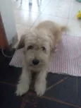 Zeca