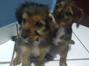 Cachorro raça Srd idade 2 a 6 meses nome Não tem nome