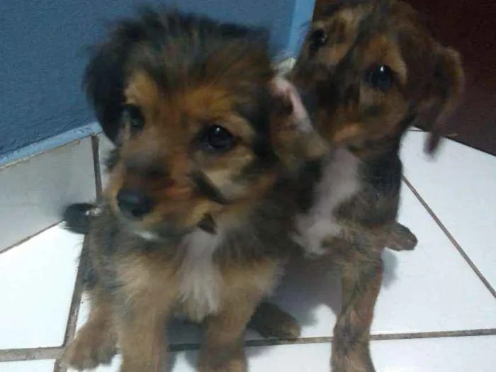 Cachorro ra a Srd idade 2 a 6 meses nome Não tem nome