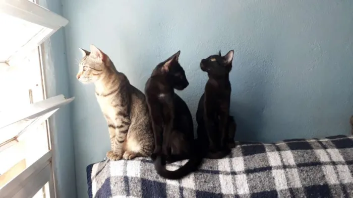Gato ra a Indefinida  idade 2 a 6 meses nome Lila