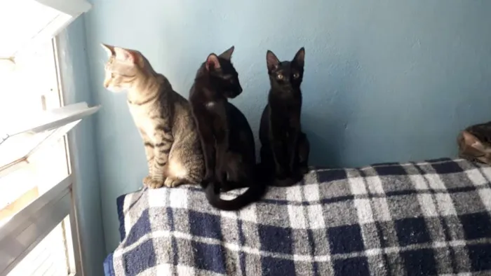 Gato ra a Indefinida  idade 2 a 6 meses nome Lila