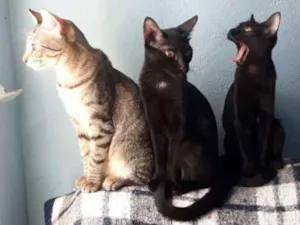 Gato raça Indefinida  idade 2 a 6 meses nome Lila