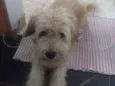 Zeca