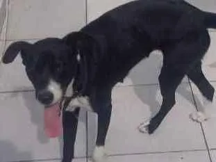 Cachorro ra a Srd idade 1 ano nome Molly