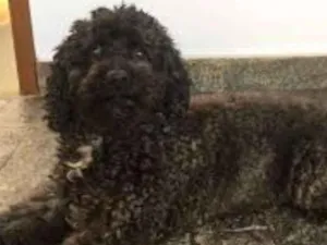 Cachorro raça poodle idade 1 ano nome bob ou looke