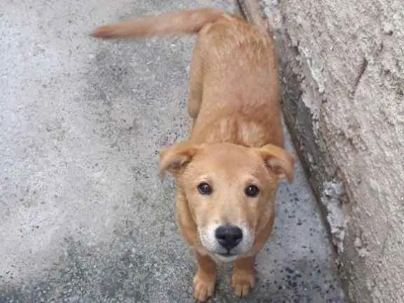 Cachorro ra a Mestiço de Shaw shaw idade 2 a 6 meses nome Duke e pensador 