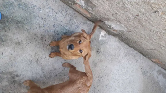 Cachorro ra a Mestiço de Shaw shaw idade 2 a 6 meses nome Duke e pensador 