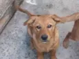 Duke e pensador