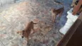 Duke e pensador