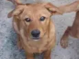 Duke e pensador