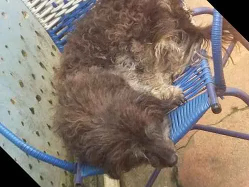 Cachorro raça Poodle idade 4 anos nome Paloma