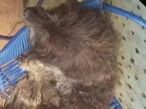 Cachorro raça Poodle idade 4 anos nome Paloma