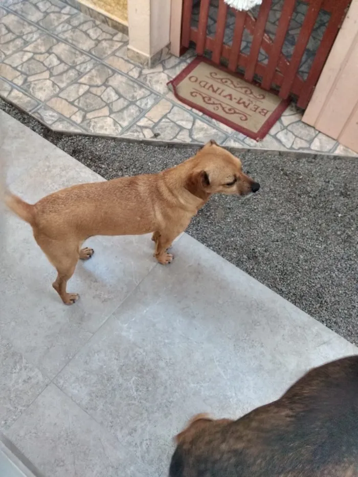 Cachorro ra a Não sei  idade 1 ano nome Não sei 