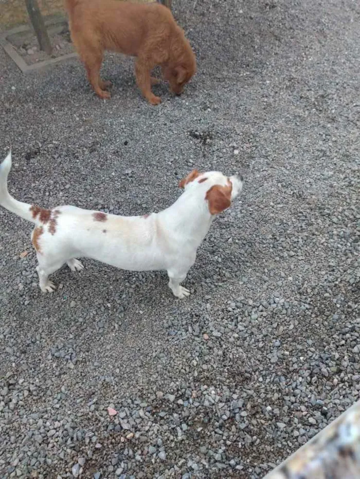 Cachorro ra a Nao sei  idade 1 ano nome Nao sei 