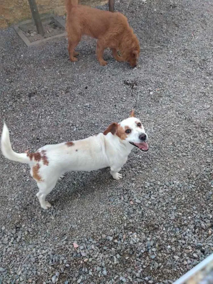 Cachorro ra a Nao sei  idade 1 ano nome Nao sei 