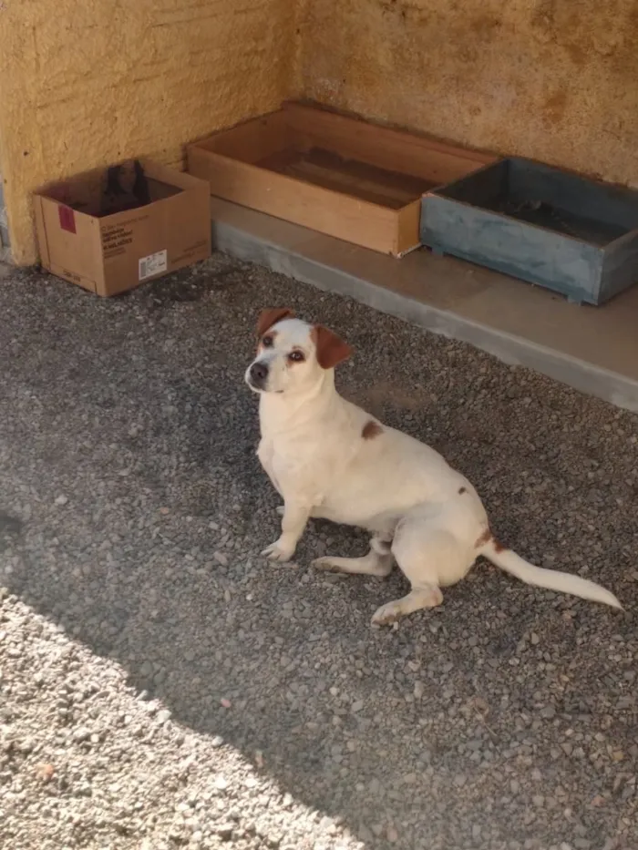 Cachorro ra a Nao sei  idade 1 ano nome Nao sei 