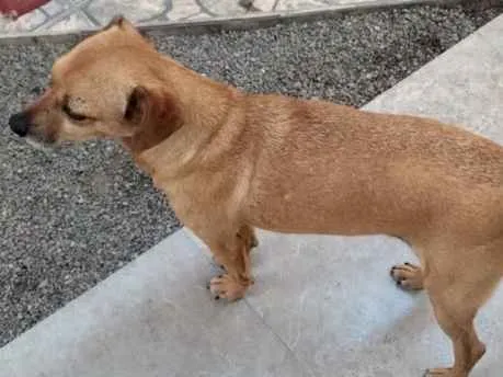 Cachorro ra a Não sei  idade 1 ano nome Não sei 