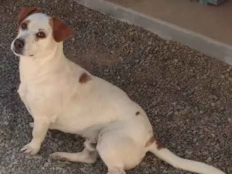 Cachorro ra a Nao sei  idade 1 ano nome Nao sei 