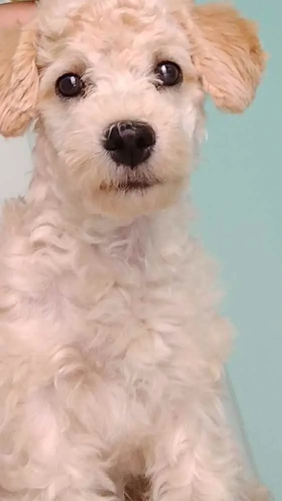 Cachorro ra a Poodle  idade 2 anos nome Kross