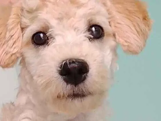 Cachorro ra a Poodle  idade 2 anos nome Kross