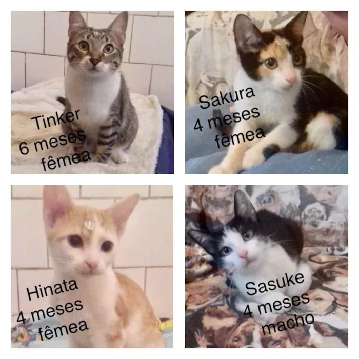 Gato ra a SRD idade 2 a 6 meses nome Diversos