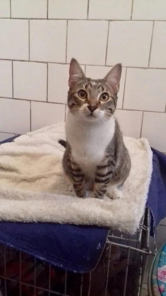 Gato ra a SRD idade 2 a 6 meses nome Diversos