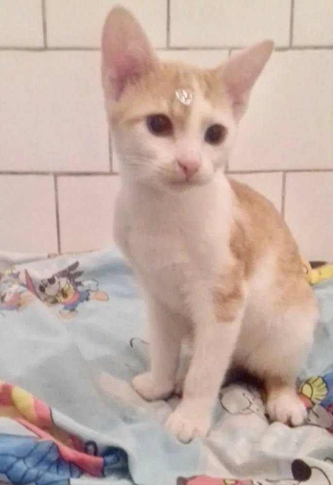 Gato ra a SRD idade 2 a 6 meses nome Diversos