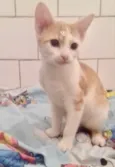 Diversos