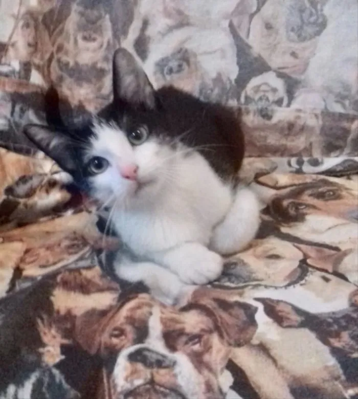 Gato ra a SRD idade 2 a 6 meses nome Diversos
