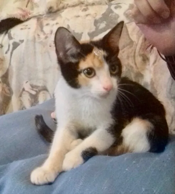 Gato ra a SRD idade 2 a 6 meses nome Diversos