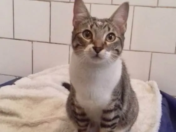 Gato ra a SRD idade 2 a 6 meses nome Diversos