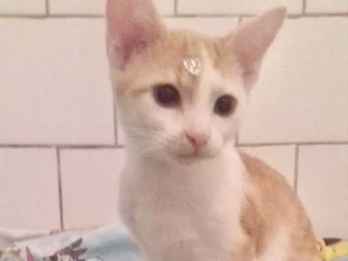 Gato ra a SRD idade 2 a 6 meses nome Diversos