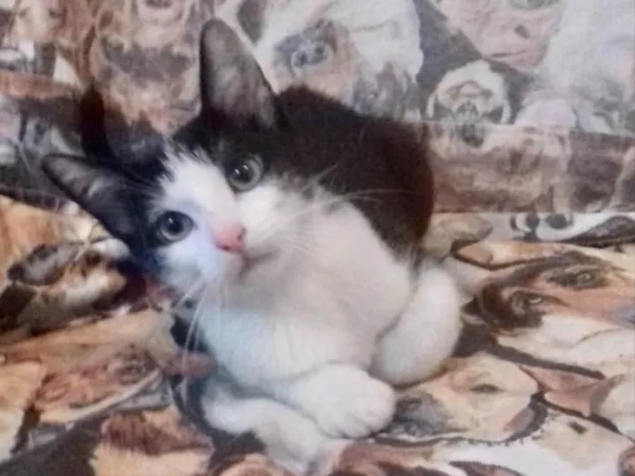 Gato ra a SRD idade 2 a 6 meses nome Diversos