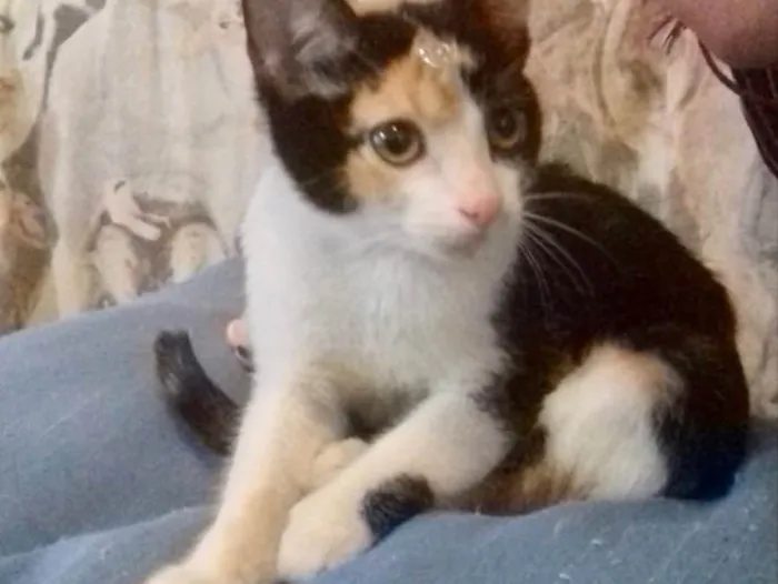 Gato ra a SRD idade 2 a 6 meses nome Diversos