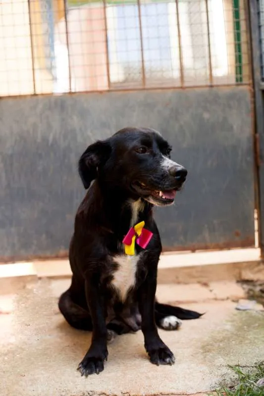 Cachorro raça SRD idade 3 anos nome Maria do Bairro