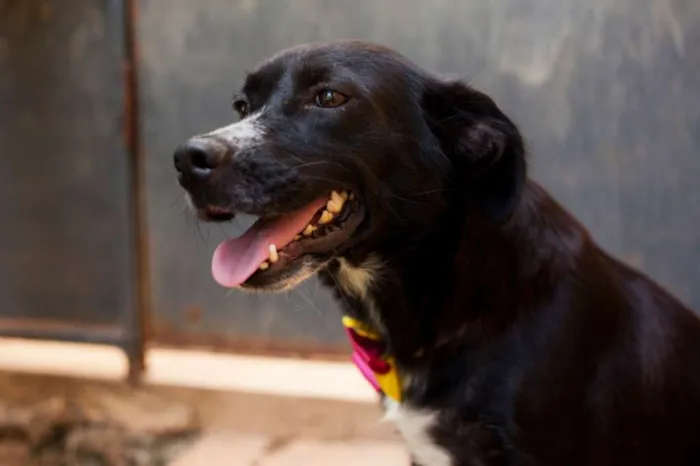 Cachorro raça SRD idade 3 anos nome Maria do Bairro