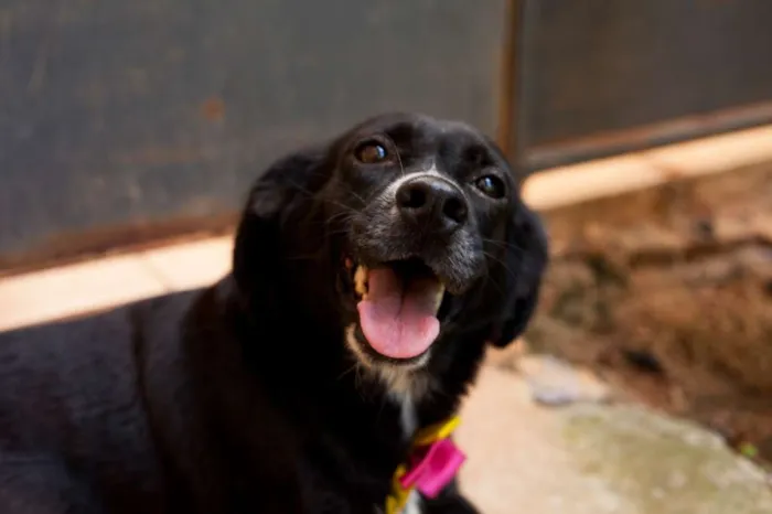 Cachorro raça SRD idade 3 anos nome Maria do Bairro