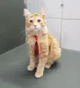 Simba