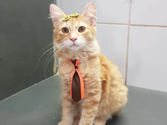 Gato ra a Sed idade  nome Simba