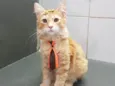 Simba
